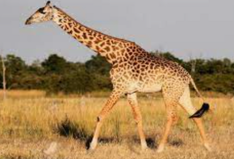 _media/img/small/girafe.png